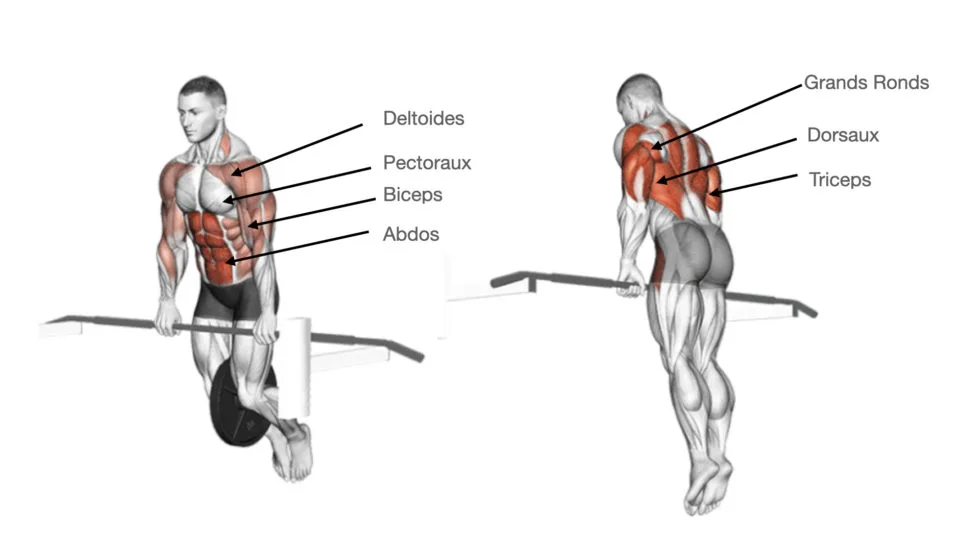 Les différents muscles utilisés lors d'un bar muscle up.